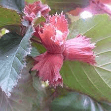 Des images de diff�rentes plantes